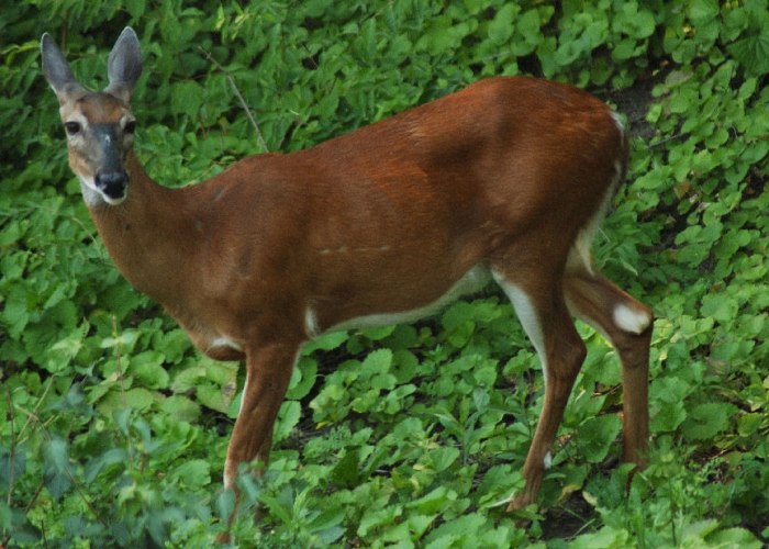 Deer001